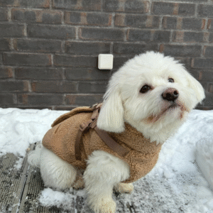 cagnolino barboncino bianco che indossa cappotto con imbracatura