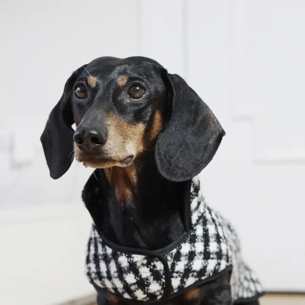 cane bassotto nero con cappotto a quadroni in bianco e nero