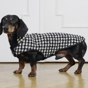 cane bassotto nero con cappotto a quadroni in bianco e nero