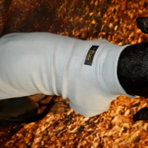 bassotto con pullover bianco