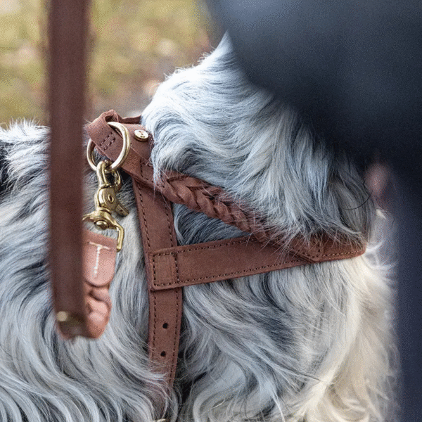 Pettorina per cani in pelle - immagine 4